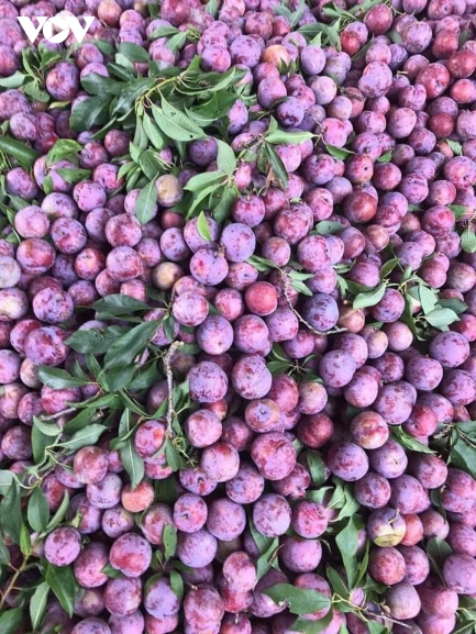 mận hậu
